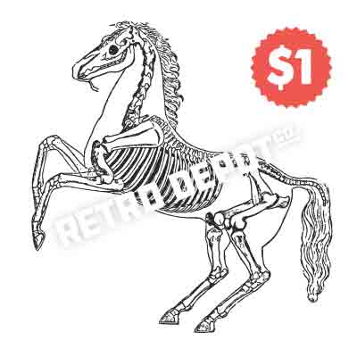 Vintage Horse Skeleton Vector